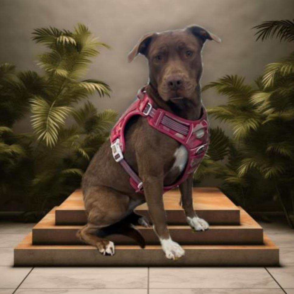 Dog found  Los Angeles Animal Services - East Valley Shelter