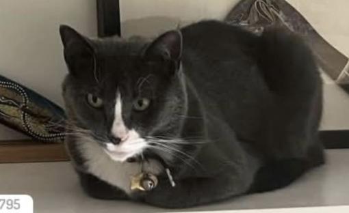 Cat lost 90272 near Chapala Dr between West Pampas Ricas and Almolyola