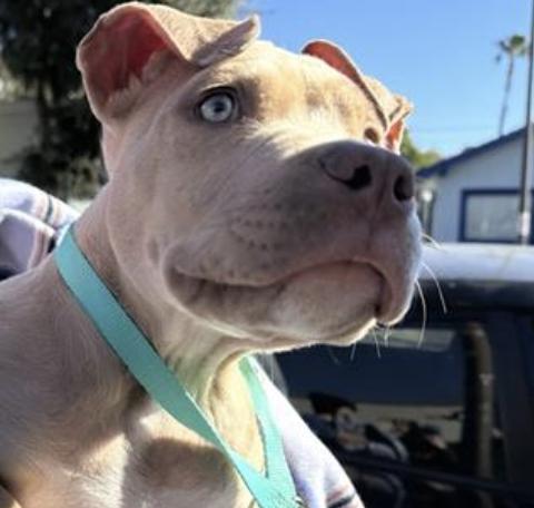 Dog found Pasadena Humane