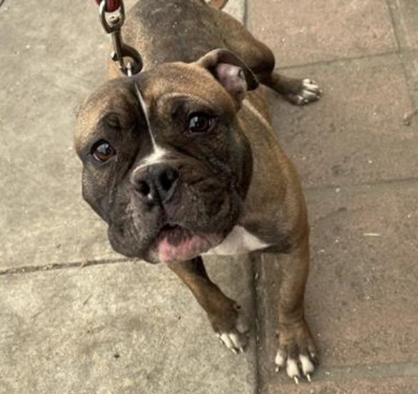 Dog found Pasadena Humane