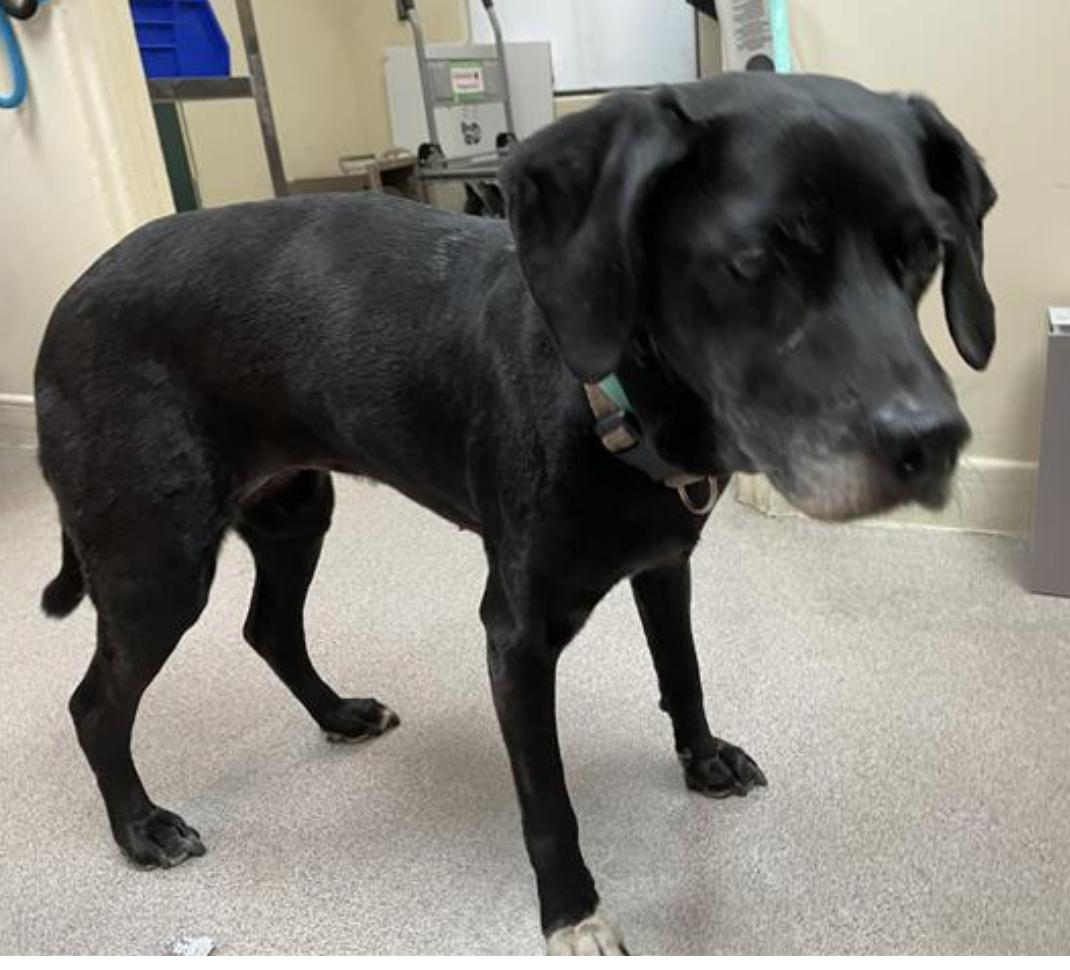 Dog found Pasadena Humane