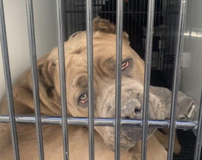 Dog found Pasadena Humane