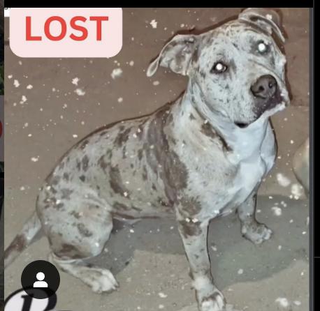 Dog lost McNally between E Maripose and E Harriet