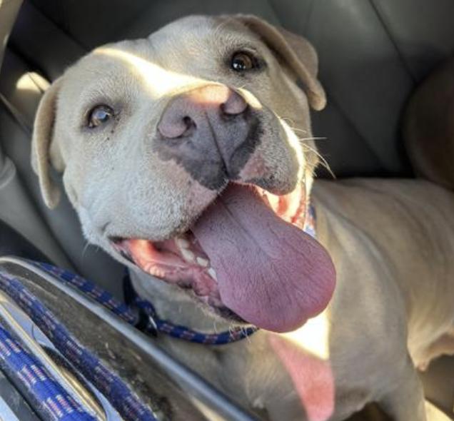 Dog found Pasadena Humane