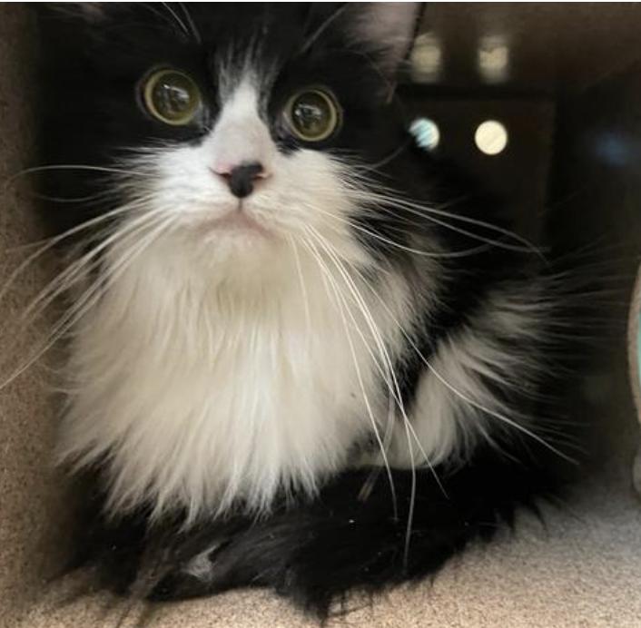 Dog found Pasadena Humane