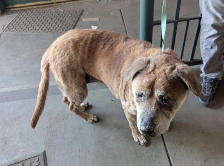 Dog found Pasadena Humane