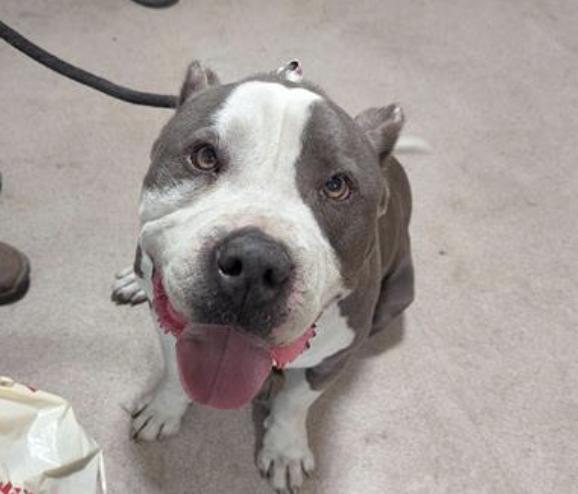 Dog found Pasadena Humane