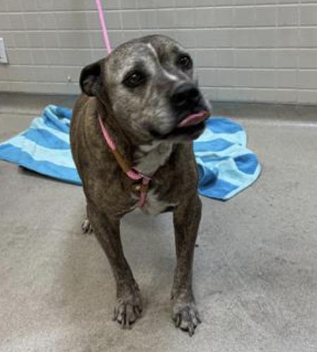 Dog found Pasadena Humane