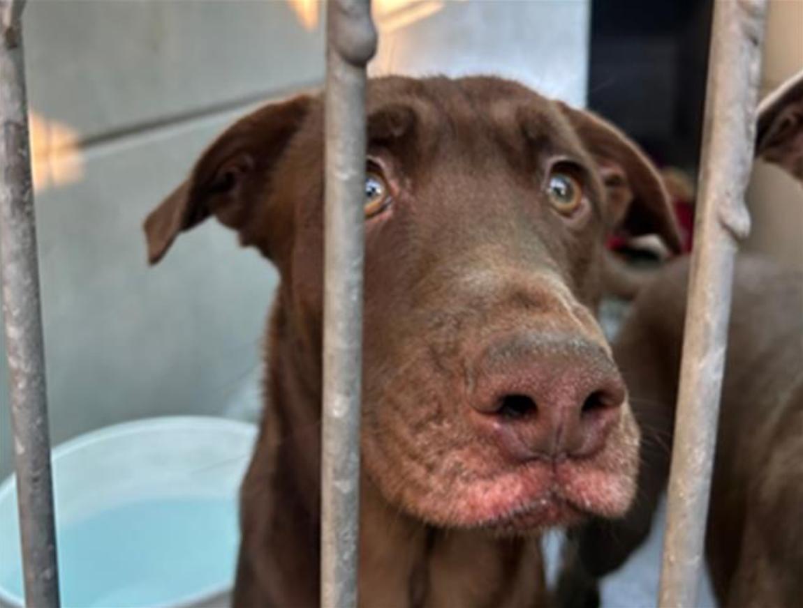 Dog found Pasadena Humane