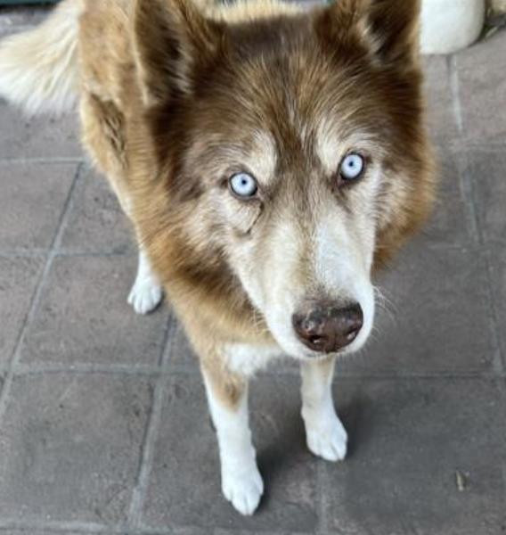 Dog found Pasadena Humane