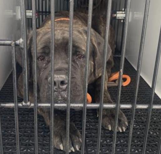 Dog found Pasadena Humane