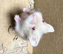 Rodent found  Los Angeles Animal Services - East Valley Shelter