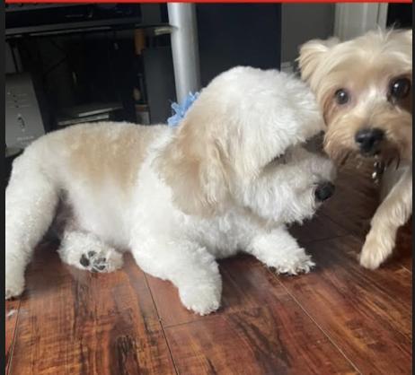 Dog lost near Lincoln Ave