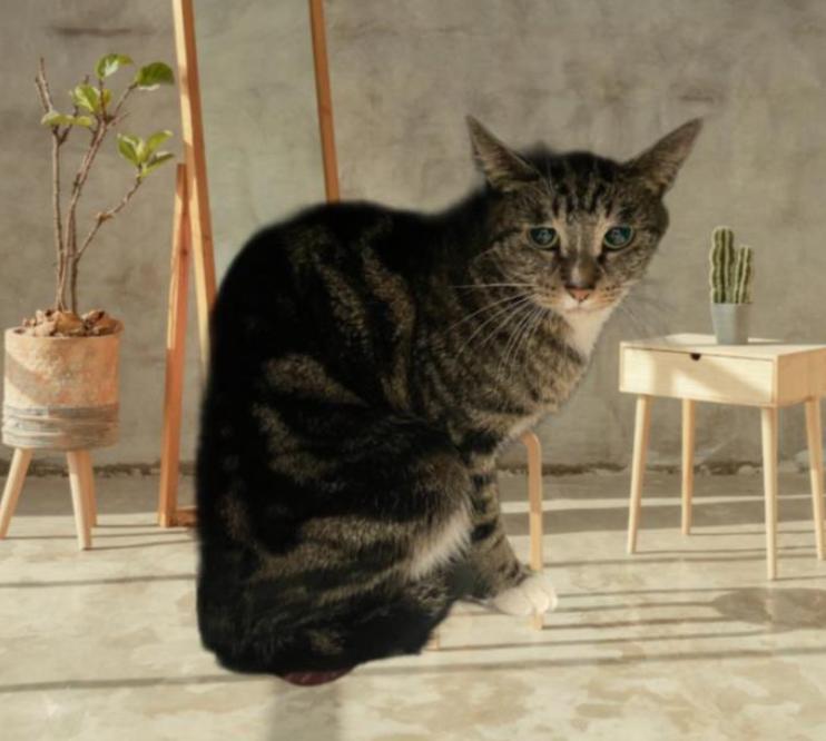 Cat found  Los Angeles Animal Services - East Valley Shelter