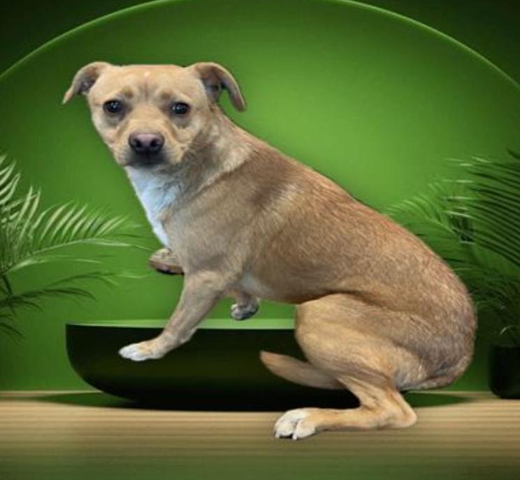 Dog found  Los Angeles Animal Services - East Valley Shelter