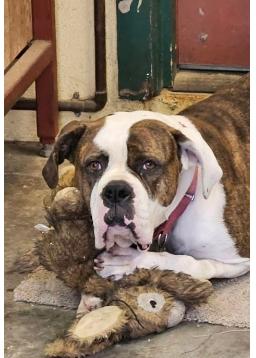 Dog lost Fair Oaks in Altadena