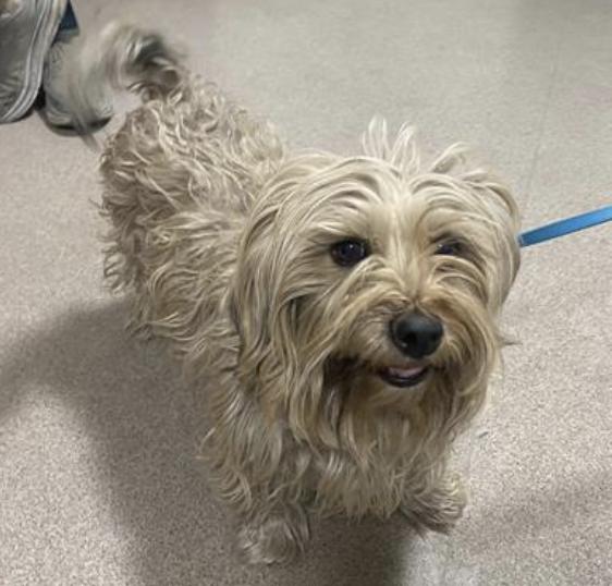 Dog found Pasadena Humane