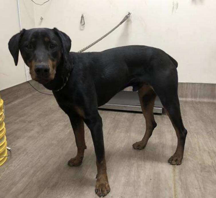 Dog found Pasadena Humane