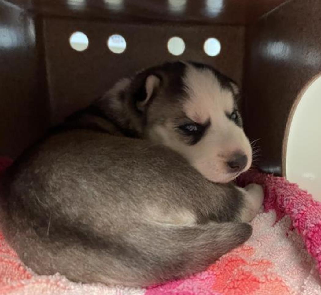 Dog found Pasadena Humane