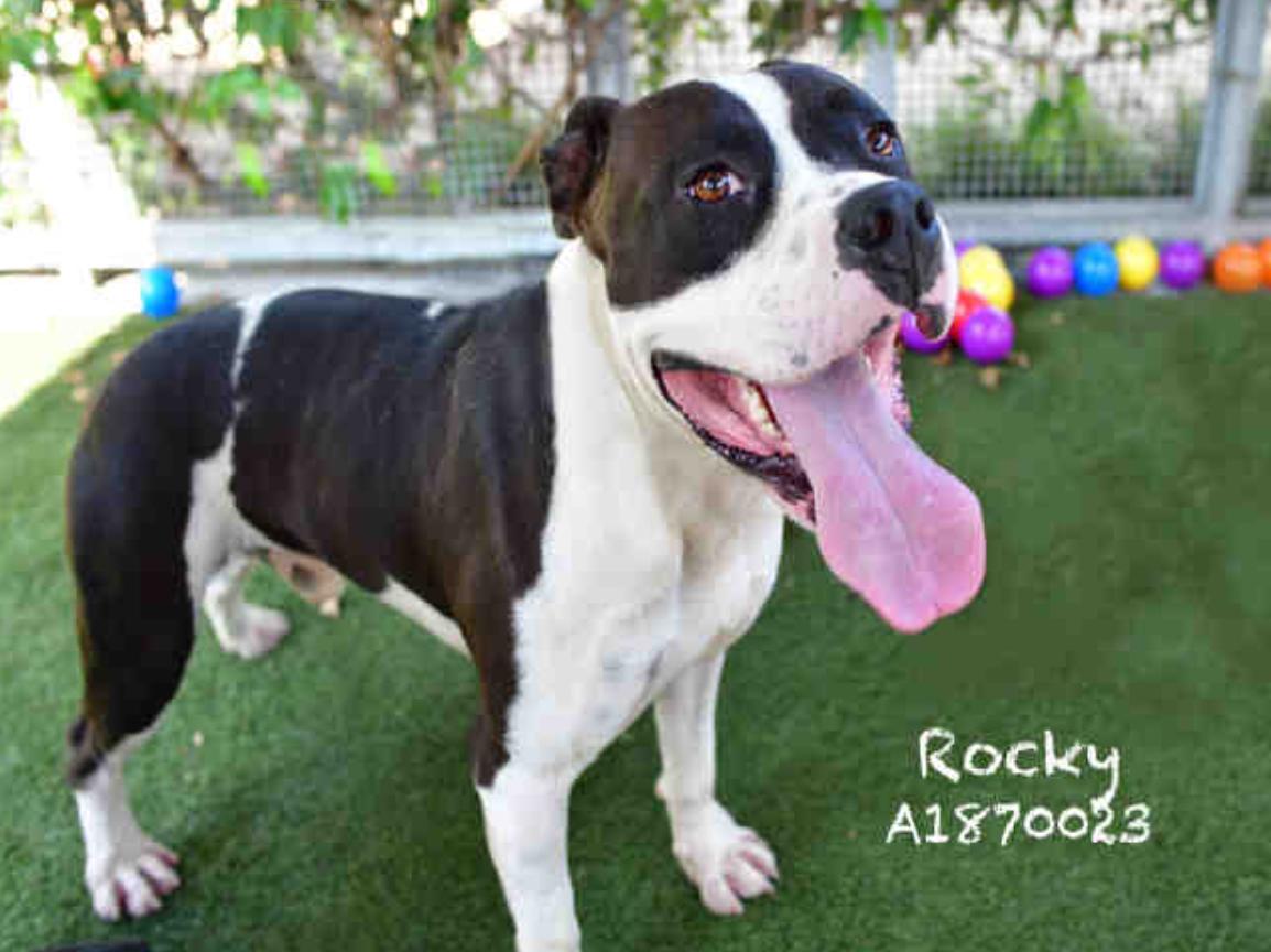 Dog found Los Angeles Animal Services - West Los Angeles Shelter