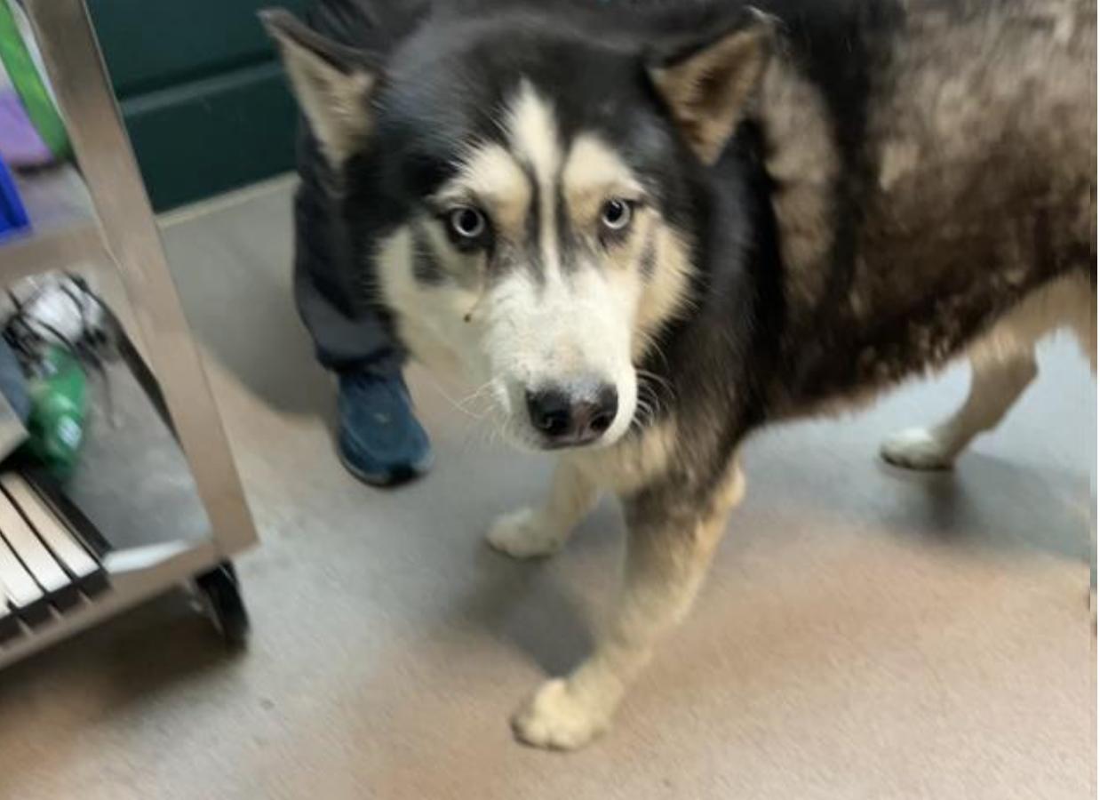 Dog found Pasadena Humane
