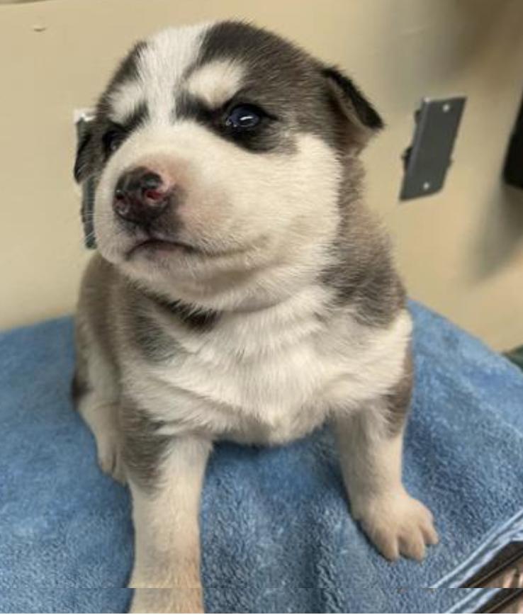 Dog found Pasadena Humane