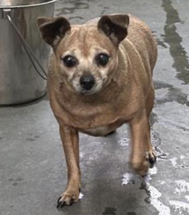 Dog found Pasadena Humane