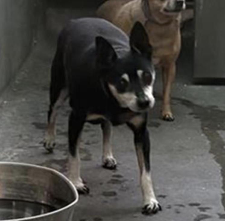 Dog found Pasadena Humane