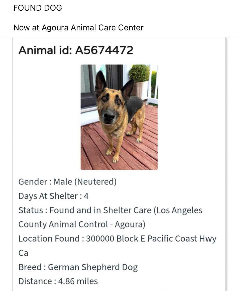 Found dog German shepherd