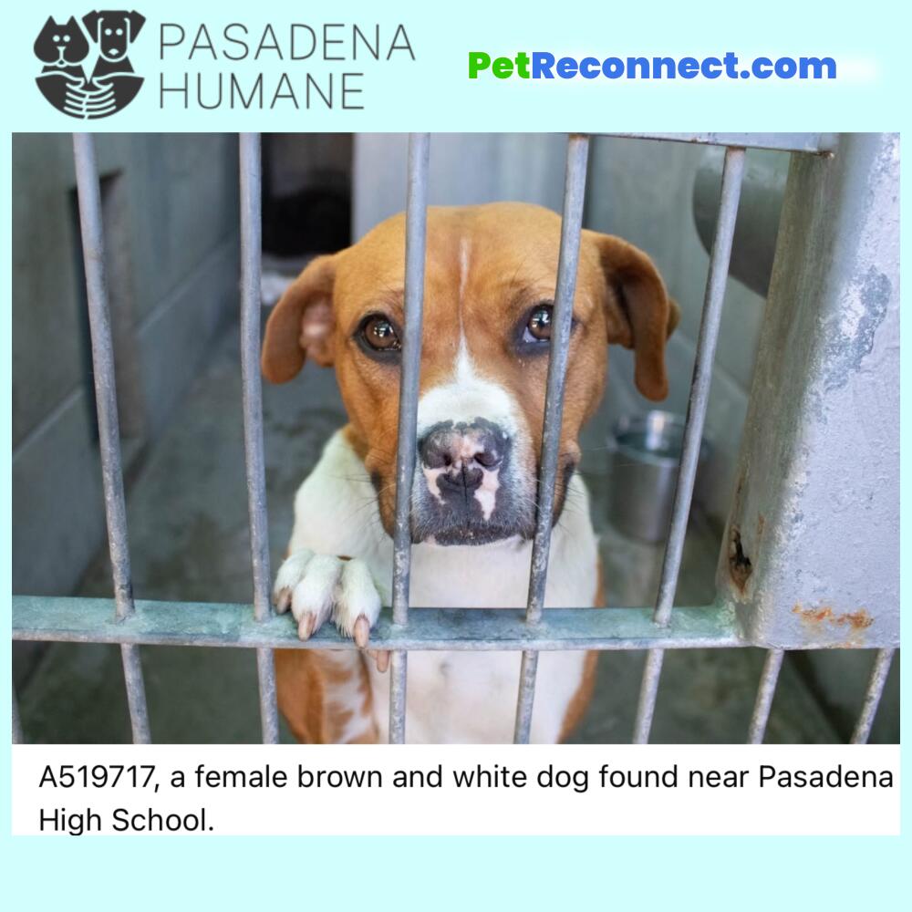 A519717, a female brown and white dog found near Pasadena High School.