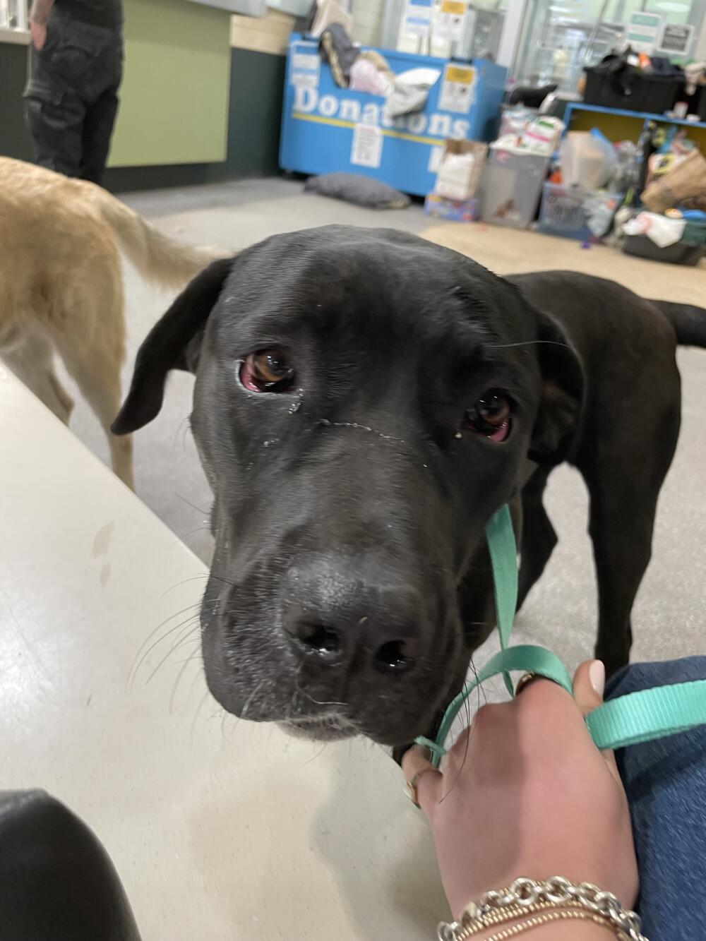 Female pittie mix found running south on I-5 with male shepard mix (1/23)