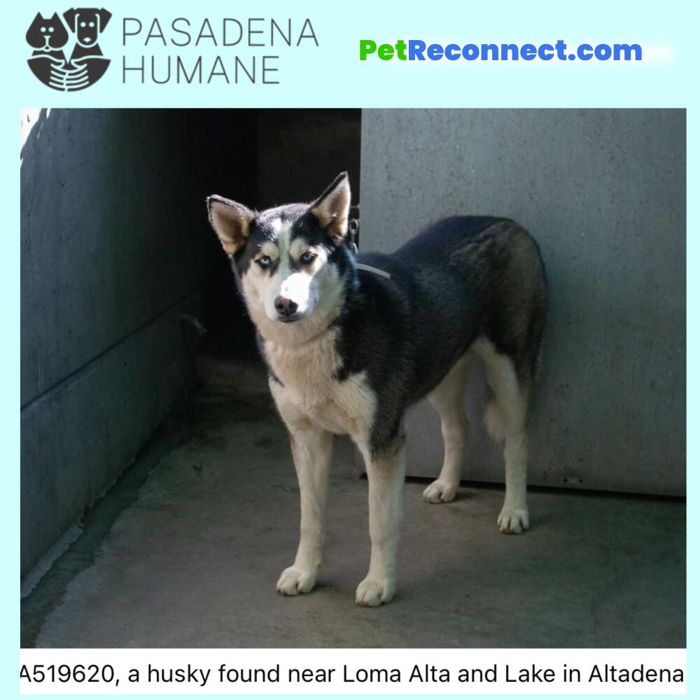 A519620, a husky found near Loma Alta and Lake in Altaden