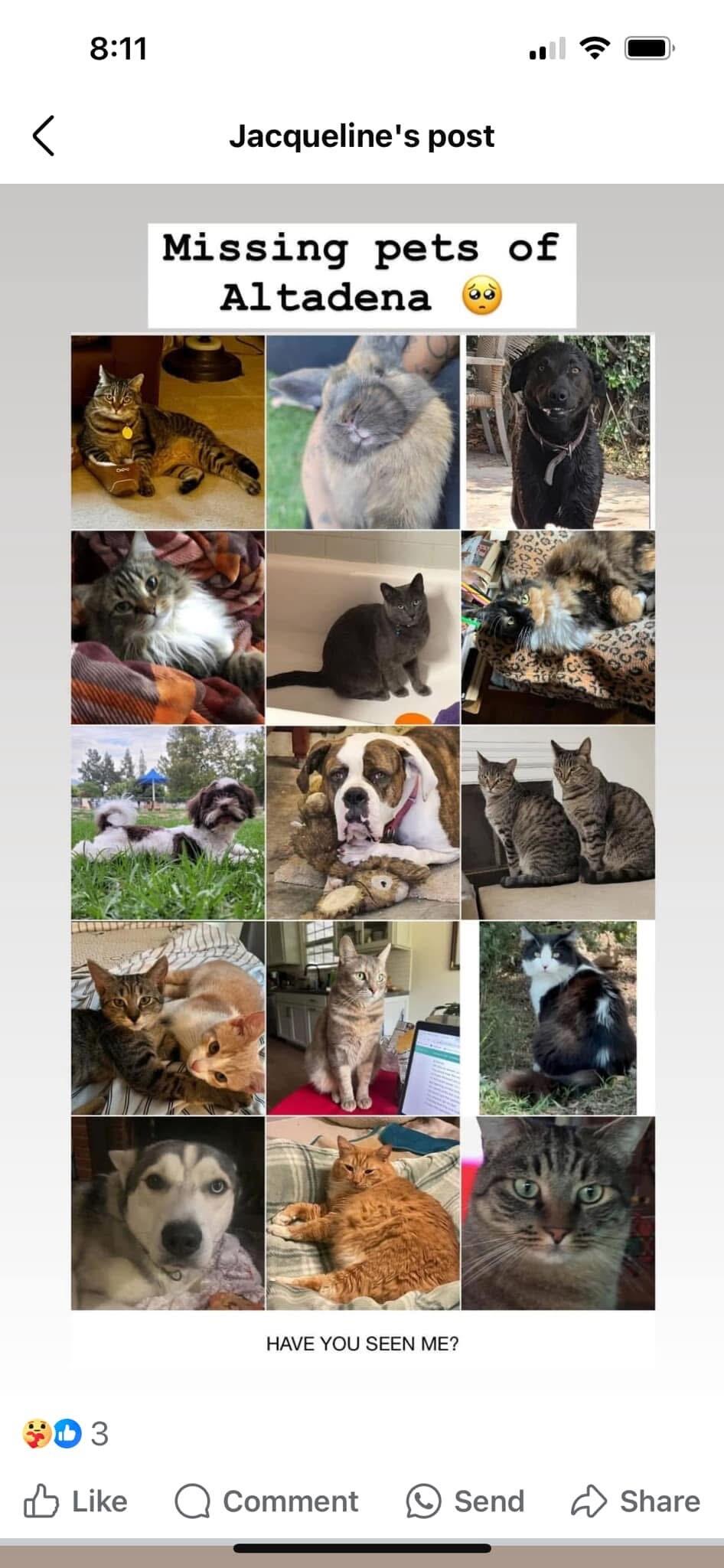 Lost Cat dog Altadena