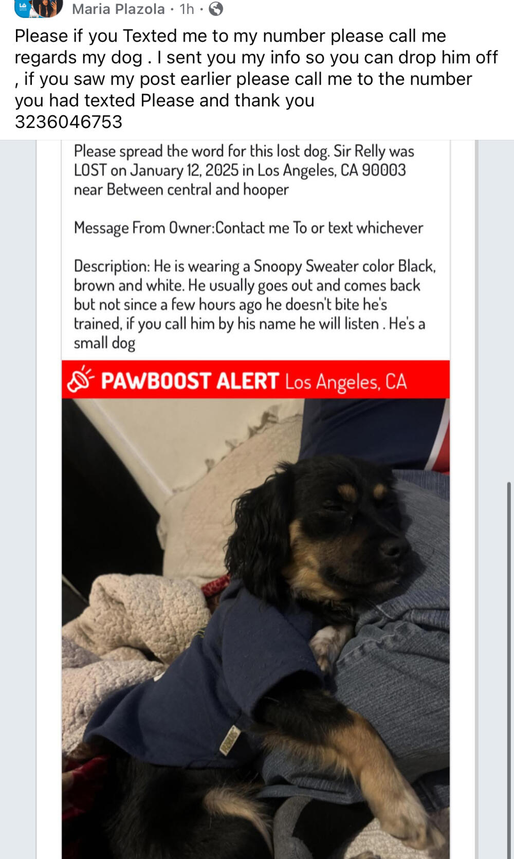 Black tan dog lost male
