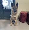 Found dog female German shepherd
