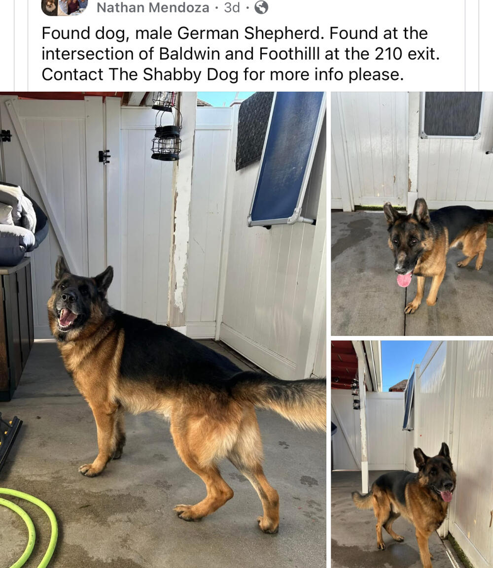 German shepherd male