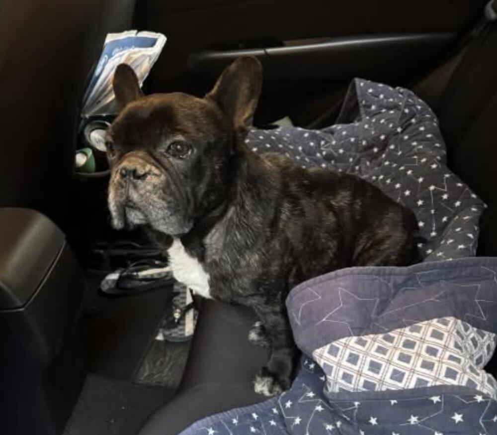 Black and white French bulldog