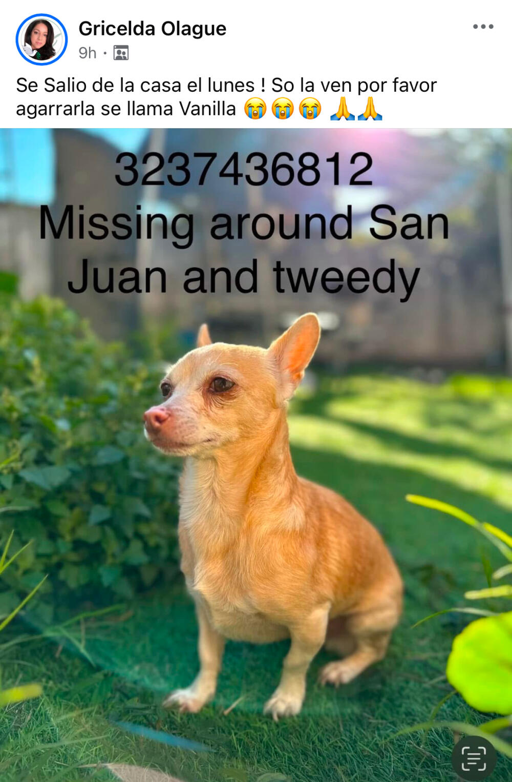 Chihuahua female it name Vanilla