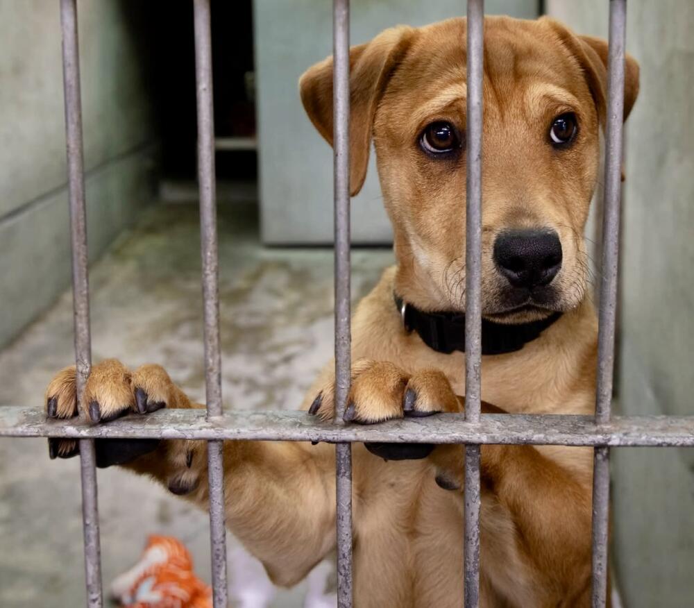 tan / golden lab mix found in La Cañada Flintridge