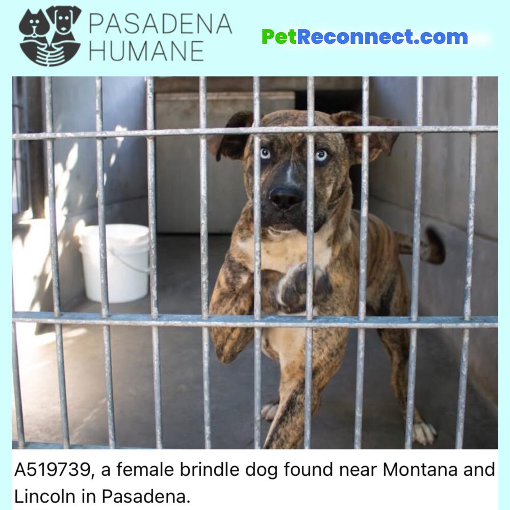 A519739, a female brindle dog found near Montana and Lincoln in Pasadena.