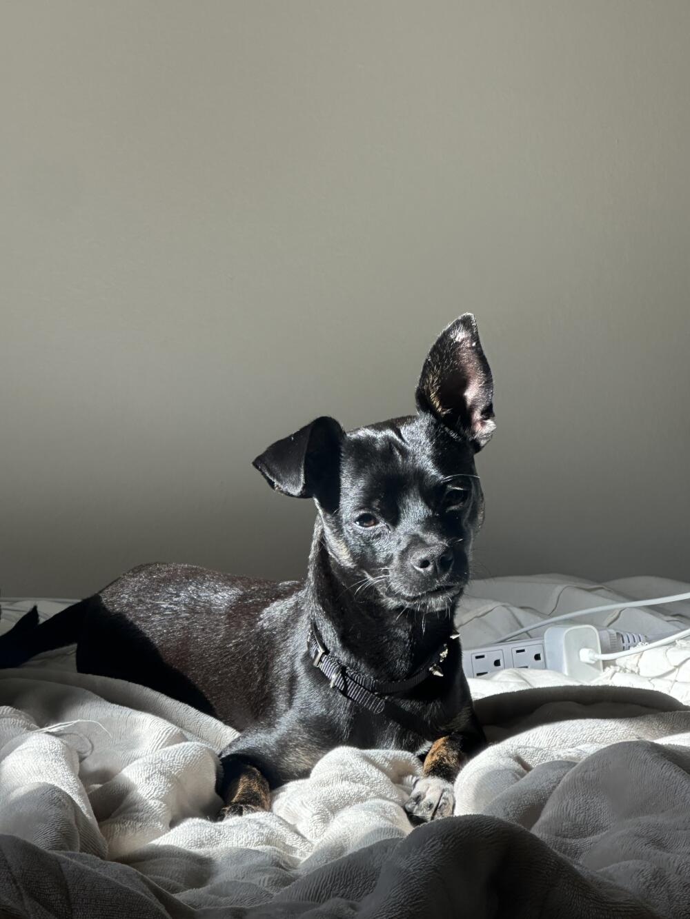 Found Young Dog Chihuahua