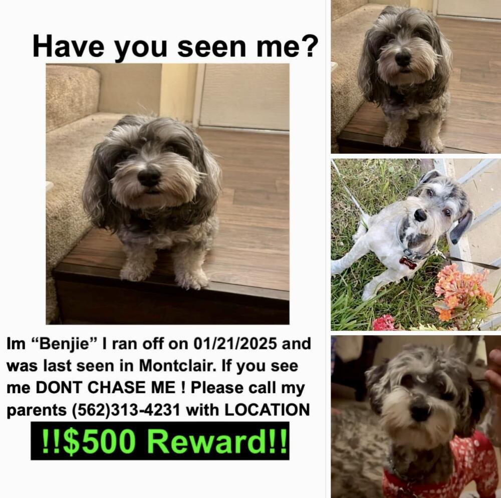 Lost black and gray male yorkie and poodle mix. Montclair