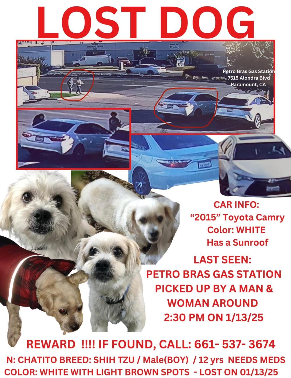 Lost SHIH TZU Male BOY 12 yrs NEEDS MEDS WHITE WITH LIGHT BROWN SPOTS