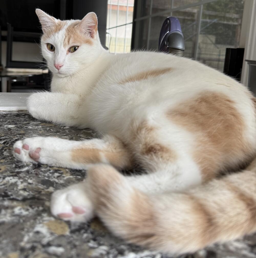 Tony, Turkish Van