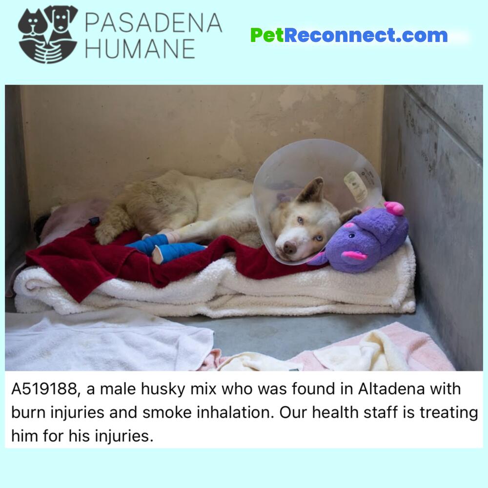 A519188, a male husky mix white tan dog who was found in Altadena