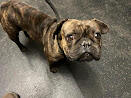 French Bulldog ~1 year brown tortoiseshell