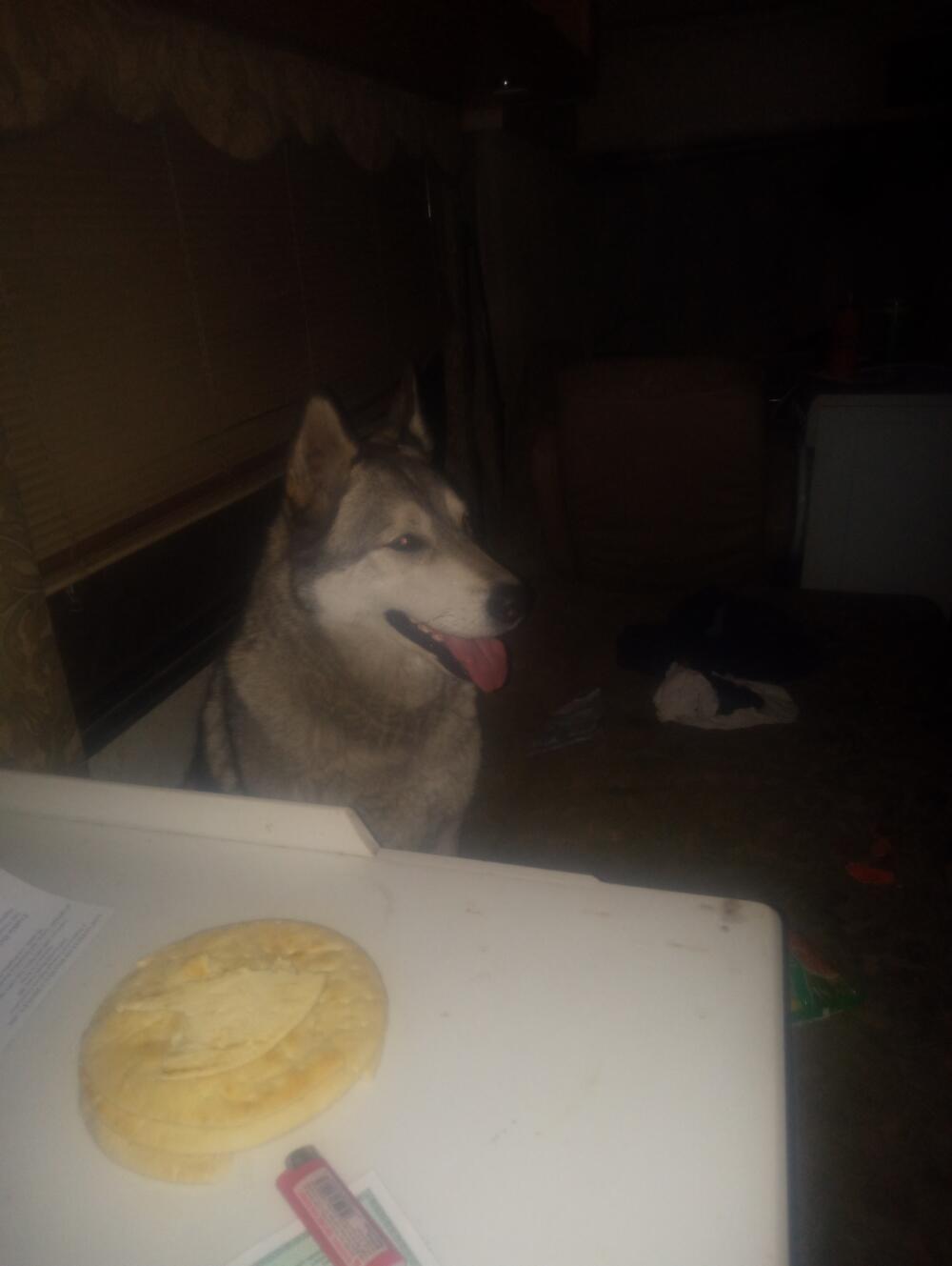 Huskee female friendly