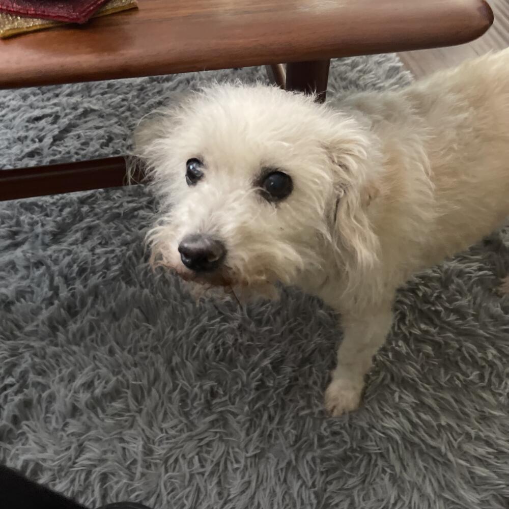 Tiny, male terrier, wiry whitish hair, a bit of light tan on his back