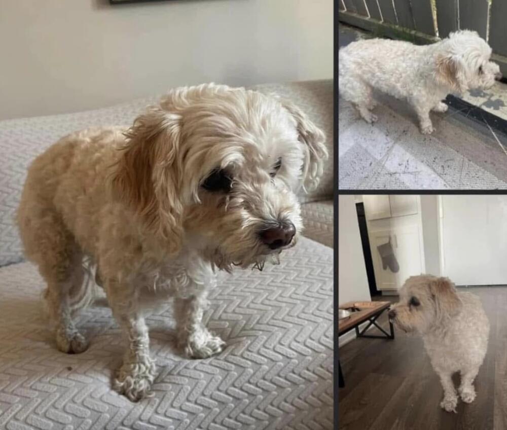 Lost white female poodle terrier mix Covina