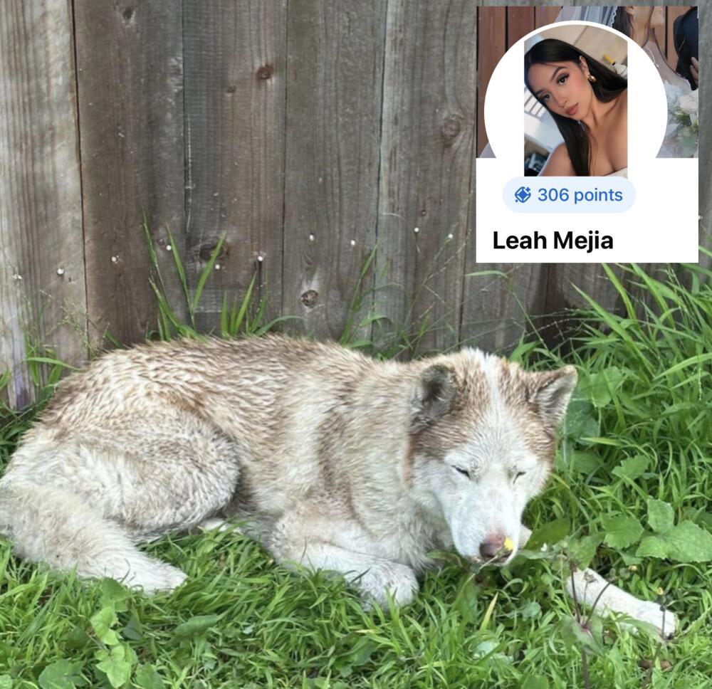 Found male husky blue eyes white and tan in Compton